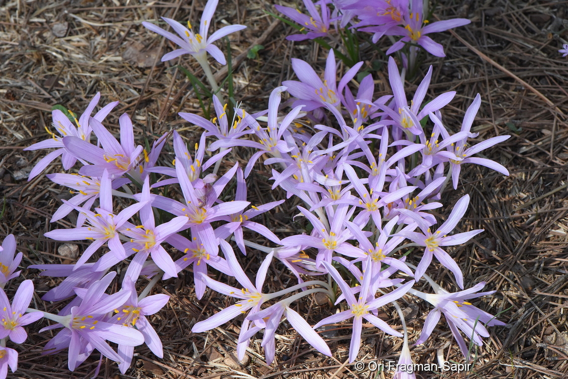 Colchicum stevenii Israel, Judean Mts, Hakdoshim Forest Parking Colchicum  stevenii,Fall,Geotagged,Israel,Steven's meadow saffron