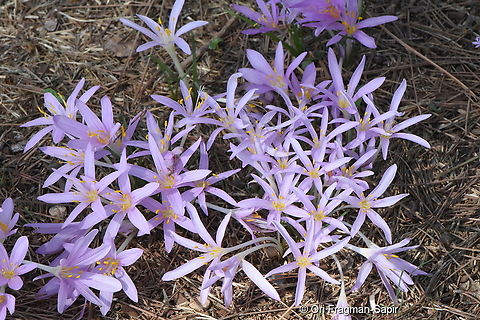 Colchicum stevenii Israel, Judean Mts, Hakdoshim Forest Parking Colchicum  stevenii,Fall,Geotagged,Israel,Steven's meadow saffron