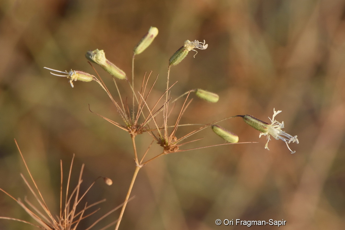 Ankyropetalum gypsophiloides S Golan, Mevo Hama Ankyropetalum gypsophiloides,Fall,Geotagged
