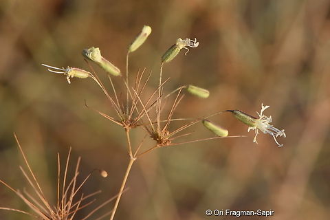 Ankyropetalum gypsophiloides S Golan, Mevo Hama Ankyropetalum gypsophiloides,Fall,Geotagged