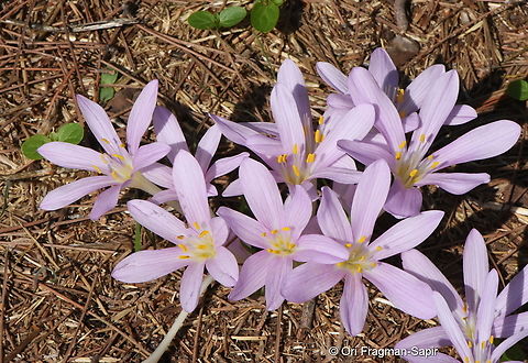 Colchicum stevenii Israel, Judean Mts, Hakdoshim Forest Parking Colchicum  stevenii,Fall,Geotagged,Israel,Steven's meadow saffron