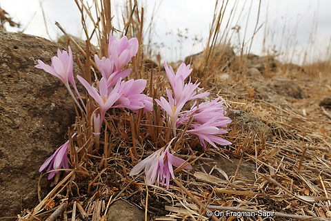 Colchicum hierosolymitanum S Golan, Nov Meadow Colchicum hierosolymitanum,Fall,Geotagged