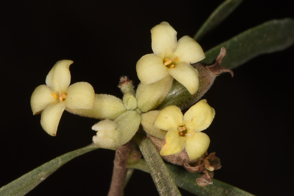 Daphne linearifolia Jordan, near Bsira, 1300 m. Daphne linearifolia,Fall,Geotagged,Jordan