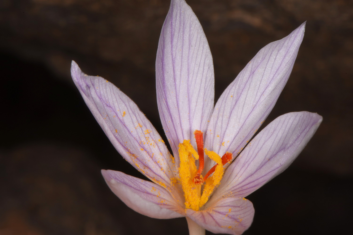Crocus pallasii ssp. hausknechtii Jordan, fields near Kadasiya, 1450 m. Crocus pallasii,Fall,Geotagged,Jordan