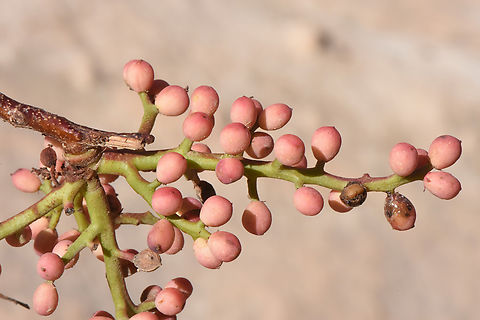 Pistacia khinjuk Jordan, Sik Umm Al Hiran Fall,Geotagged,Jordan,Pistacia khinjuk