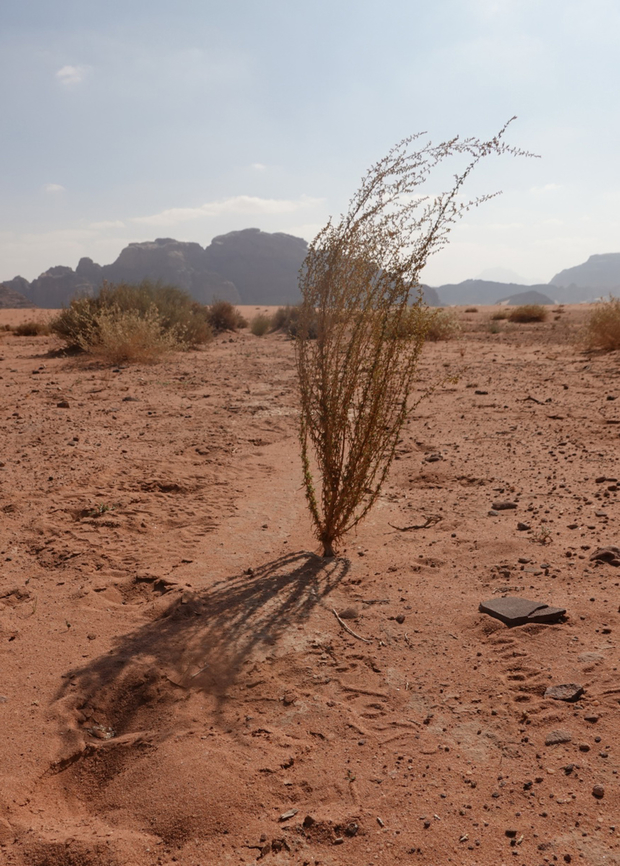 Artemisia jordanica S Jordan, Wadi Rum Artemisia jordanica,Fall,Geotagged,Jordan