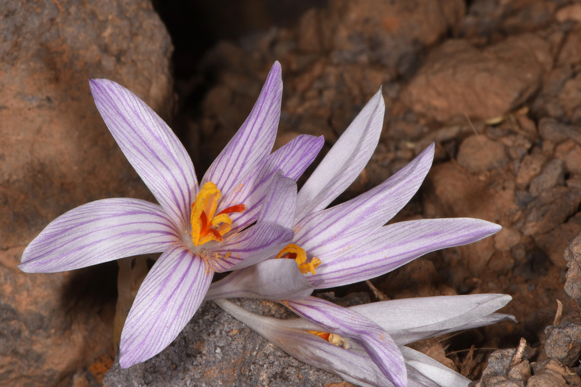 Crocus pallasii ssp. hausknechtii Jordan, fields near Kadasiya, 1450 m. Crocus pallasii,Fall,Geotagged,Jordan