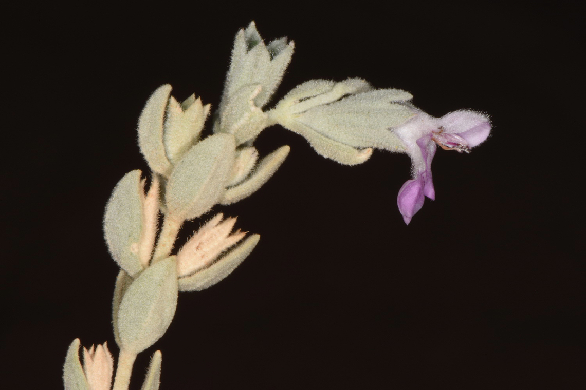 Stachys aegyptiaca S Jordan, Wadi Rum Fall,Geotagged,Jordan,Stachys aegyptiaca