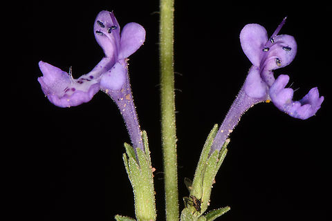 Nepeta septemcrenata S Jordan, Wadi Rum Fall,Geotagged,Jordan,Nepeta septemcrenata