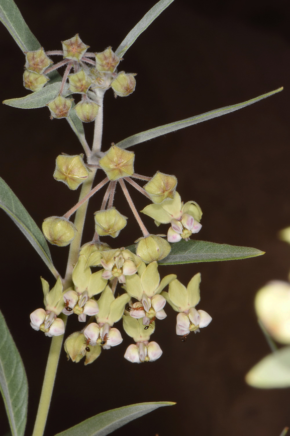 Gomphocarpus sinaicus S Jordan, Wadi Rum Fall,Geotagged,Gomphocarpus sinaicus,Jordan