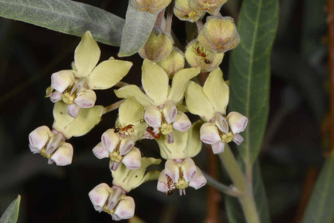 Gomphocarpus sinaicus S Jordan, Wadi Rum Fall,Geotagged,Gomphocarpus sinaicus,Jordan