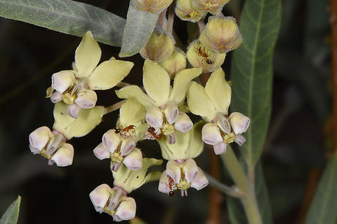 Gomphocarpus sinaicus S Jordan, Wadi Rum Fall,Geotagged,Gomphocarpus sinaicus,Jordan