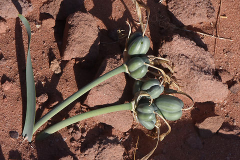 Pancratium sickenbergeri S Jordan, Wadi Rum Fall,Geotagged,Jordan,Pancratium sickenbergeri,Rain flower
