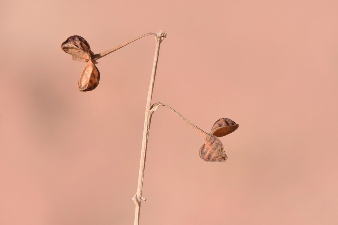 Asphodelus refractus S Jordan, Wadi Rum Asphodelus refractus,Fall,Geotagged,Jordan