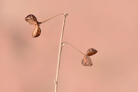 Asphodelus refractus S Jordan, Wadi Rum Asphodelus refractus,Fall,Geotagged,Jordan