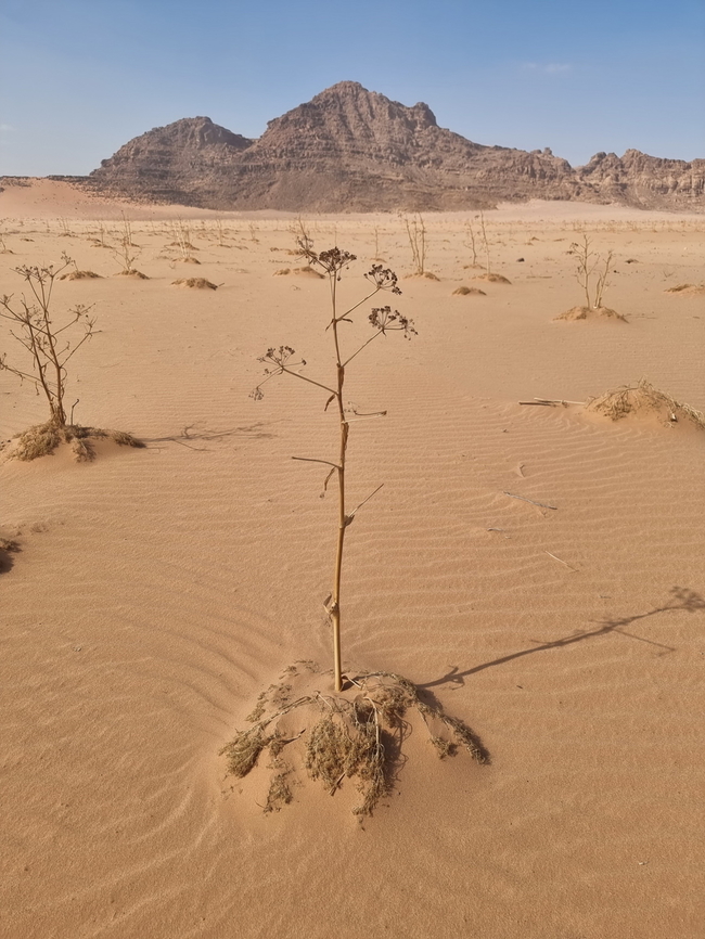 Ferula sinaica  Fall,Ferula sinaica,Geotagged,Jordan