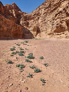 Drimia aphylla S Jordan, Wadi Rum Drimia aphylla,Fall,Geotagged,Jordan