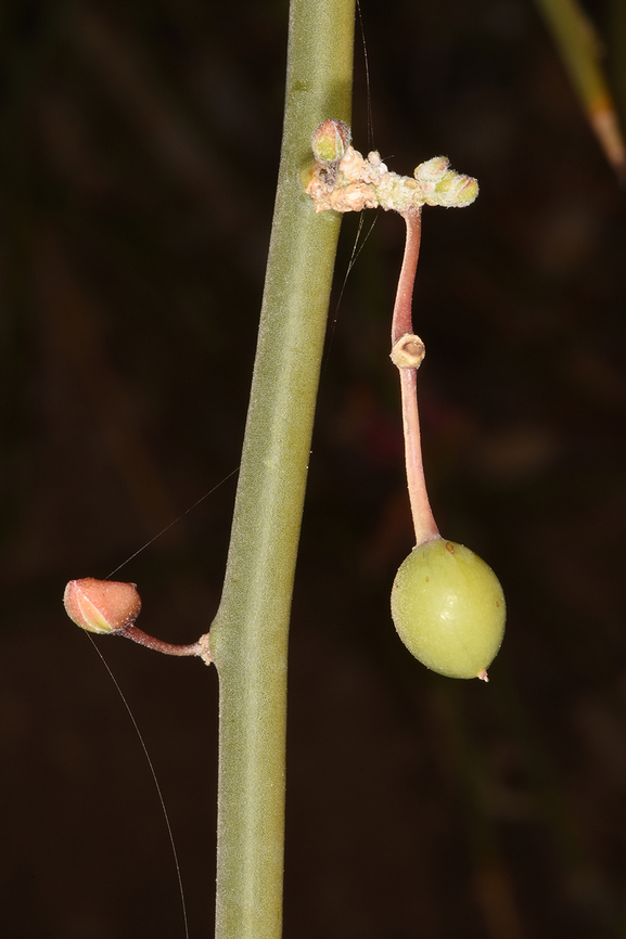 Capparis decidua  Capparis decidua,Kairor karir