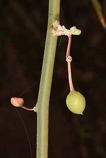 Capparis decidua  Capparis decidua,Kairor karir