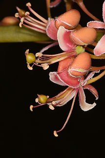 Capparis decidua  Capparis decidua,Kairor karir