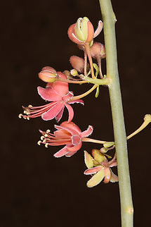 Capparis decidua  Capparis decidua,Kairor karir