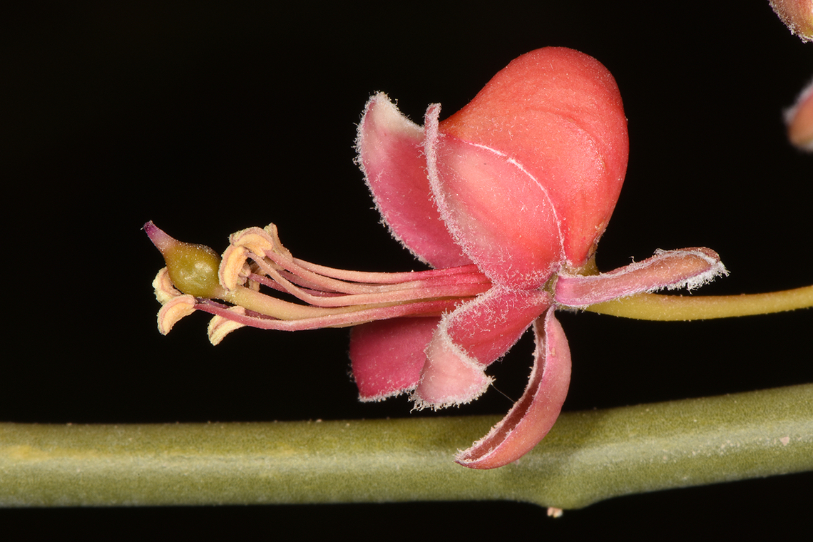 Capparis decidua  Capparis decidua,Kairor karir