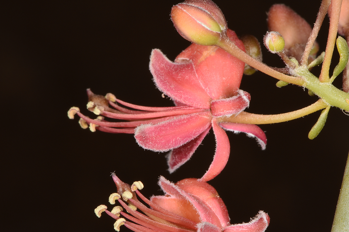 Capparis decidua  Capparis decidua,Kairor karir