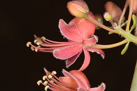 Capparis decidua  Capparis decidua,Kairor karir