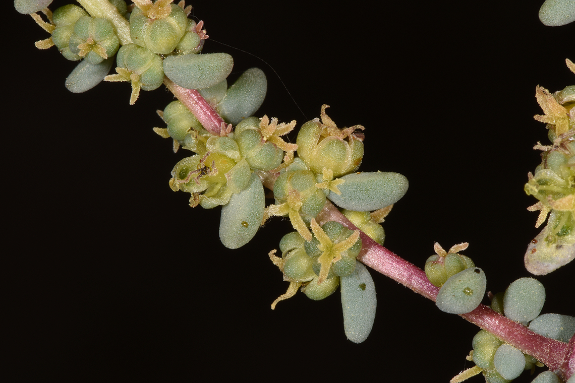 Suaeda vermiculata  Suaeda vermiculata