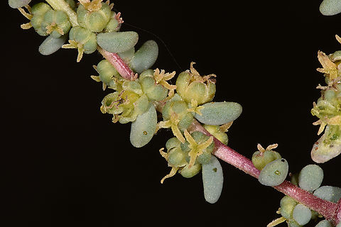 Suaeda vermiculata  Suaeda vermiculata