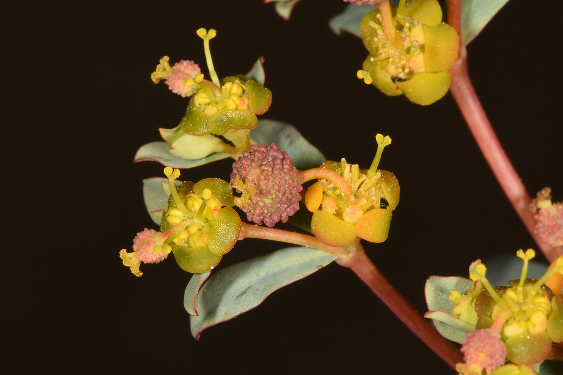 Euphorbia ramanensis S Israel, Negev Highlands, road 171 Euphorbia ramanensis,Geotagged,Israel,Ramon's Spurge,Winter