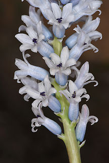 Bellevalia desertorum S Israel, Negev Highlands, road 171 Bellevalia desertorum,Geotagged,Israel,Winter