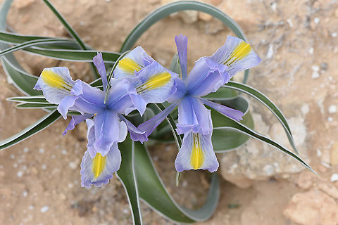 Iris regis-uzziae S Israel, Negev Highlands, Nahal Akrav Geotagged,Iris regis-uzziae,Israel,King Uzziae Iris,Winter