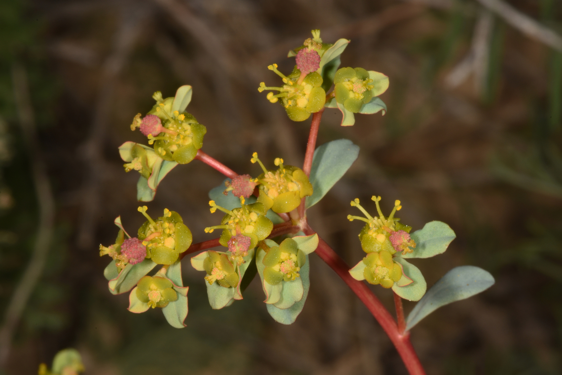 Euphorbia ramanensis S Israel, Negev Highlands, road 171 Euphorbia ramanensis,Geotagged,Israel,Ramon's Spurge,Winter