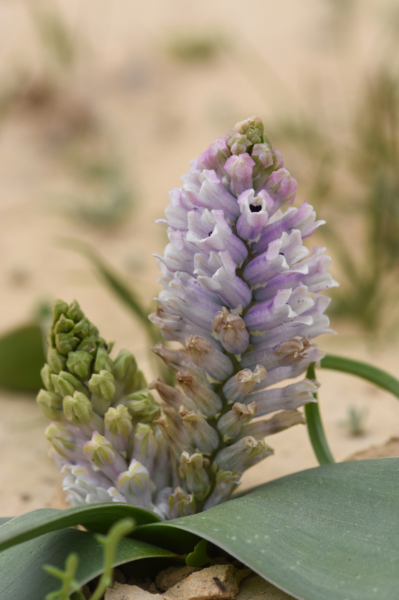 Bellevalia desertorum S Israel, Negev Highlands, road 171 Bellevalia desertorum,Geotagged,Israel,Winter