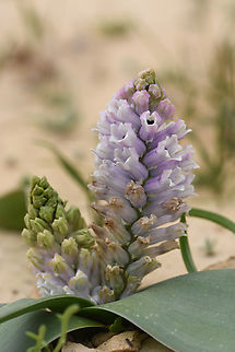 Bellevalia desertorum S Israel, Negev Highlands, road 171 Bellevalia desertorum,Geotagged,Israel,Winter