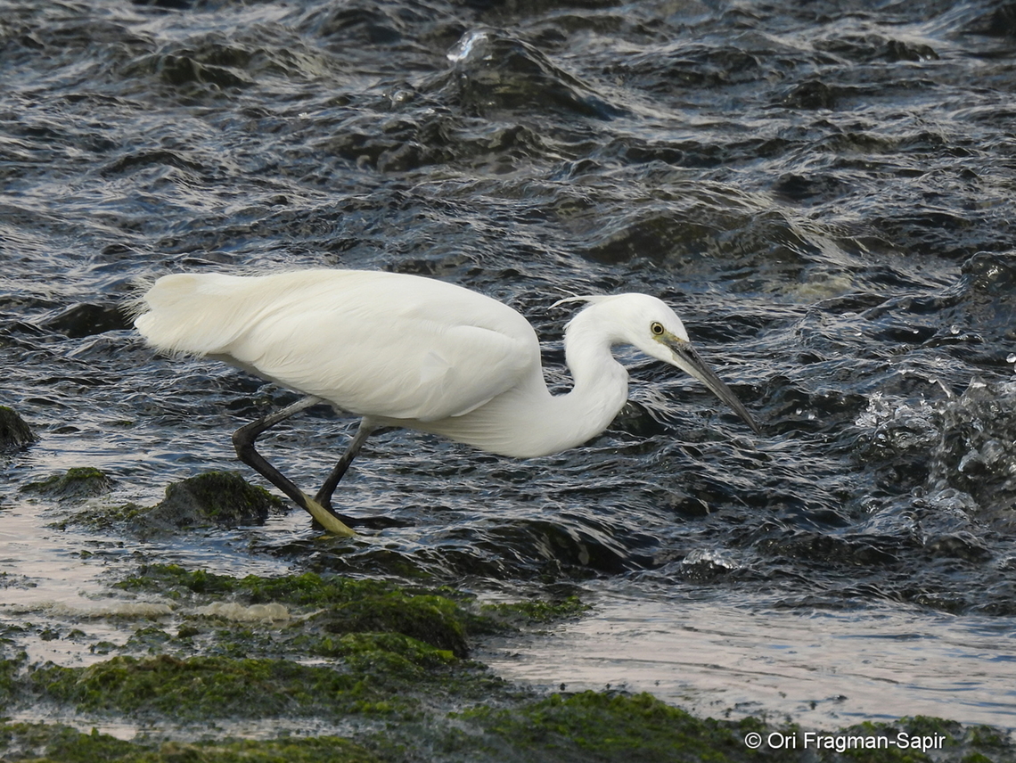 Egretta gularis ssp. schistacea  Egretta gularis,Geotagged,Israel,Western reef heron,Winter