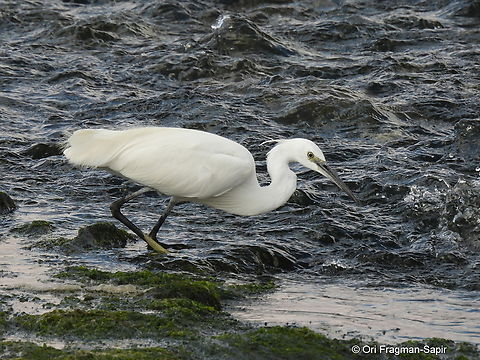 Egretta gularis ssp. schistacea  Egretta gularis,Geotagged,Israel,Western reef heron,Winter