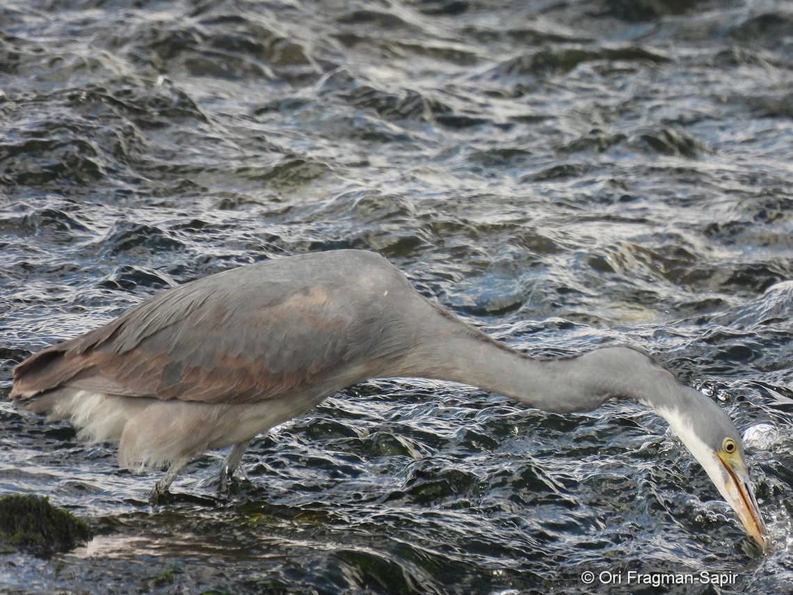Egretta gularis ssp. schistacea  Egretta gularis,Geotagged,Israel,Western reef heron,Winter