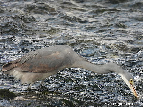 Egretta gularis ssp. schistacea  Egretta gularis,Geotagged,Israel,Western reef heron,Winter
