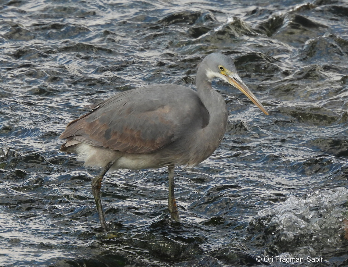 Egretta gularis ssp. schistacea  Egretta gularis,Geotagged,Israel,Western reef heron,Winter