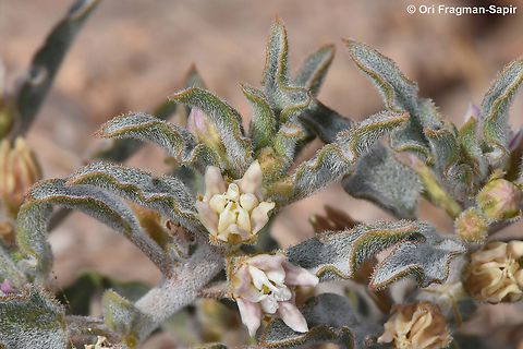 Glossonema boveanum S Israel, N of Eilat Geotagged,Glossonema boveanum,Israel,Winter