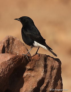 Oenanthe leucopyga S Israel, Eilat Mts, Nahal Amram Geotagged,Israel,Oenanthe leucopyga,White-crowned wheatear,Winter