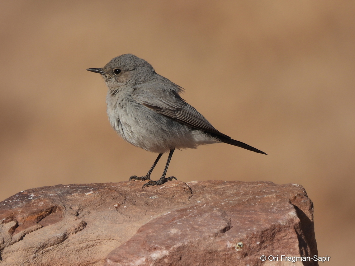 Oenanthe melanura S Israel, Eilat Mts, Nahal Amram Blackstart,Geotagged,Israel,Oenanthe melanura,Winter