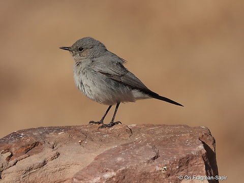 Oenanthe melanura S Israel, Eilat Mts, Nahal Amram Blackstart,Geotagged,Israel,Oenanthe melanura,Winter