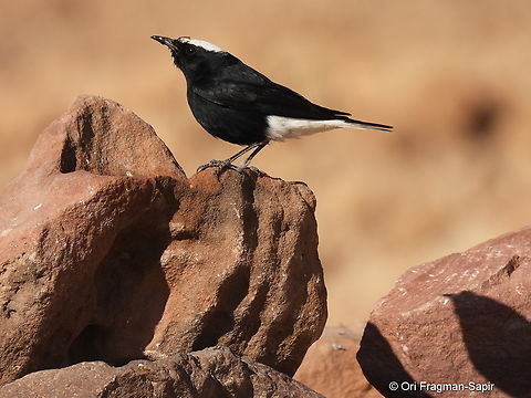 Oenanthe leucopyga  Oenanthe leucopyga,White-crowned wheatear