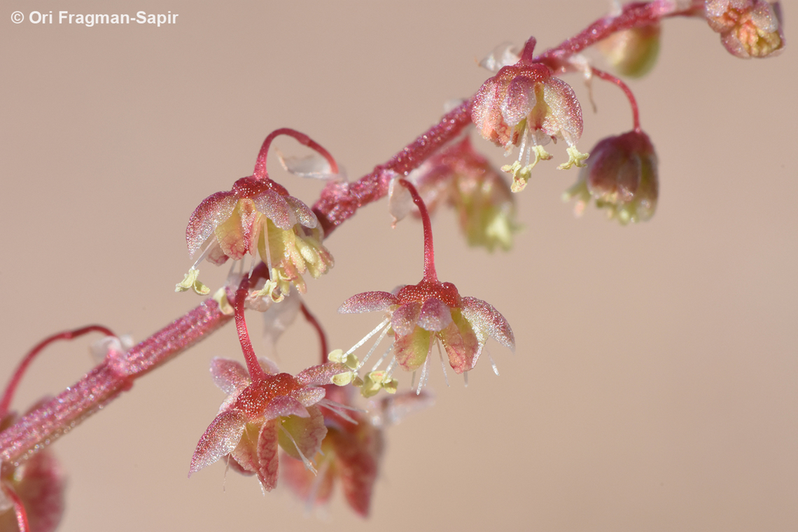 Rumex vesicarius S Israel, N of Eilat Bladder Dock,Geotagged,Israel,Rumex vesicarius,Winter