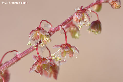 Rumex vesicarius S Israel, N of Eilat Bladder Dock,Geotagged,Israel,Rumex vesicarius,Winter