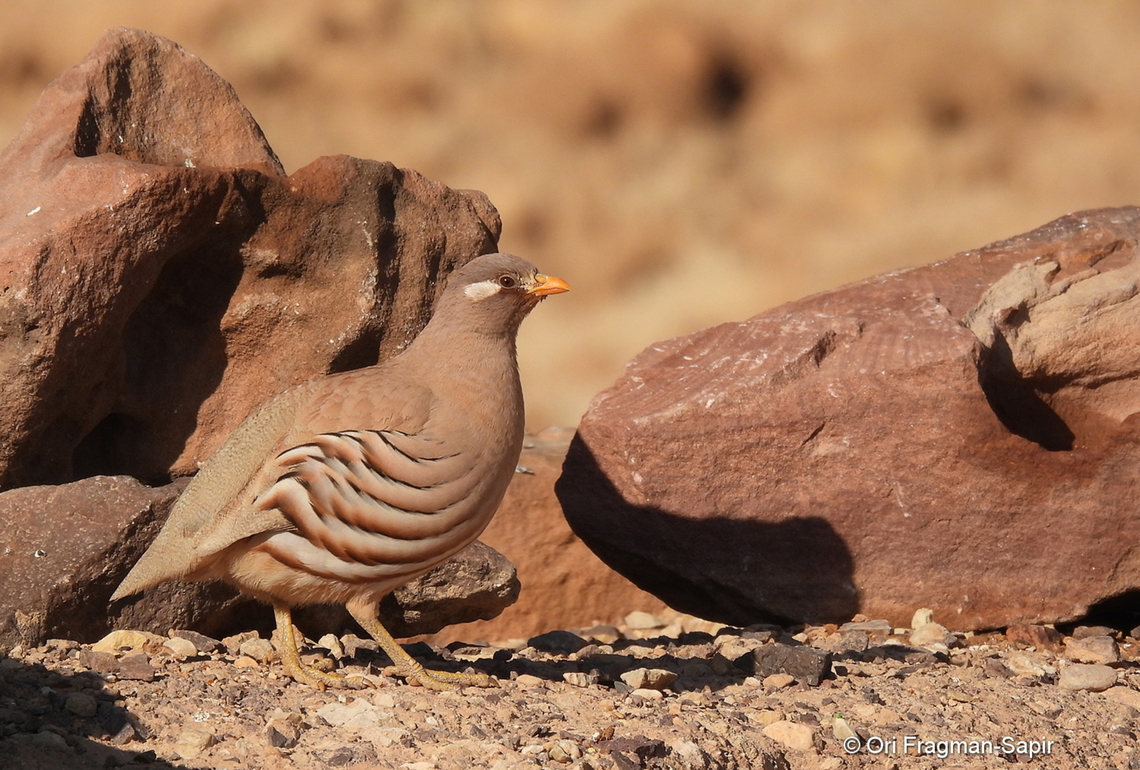 Ammoperdix heyi S Israel, Eilat Mts, Nahal Amram Ammoperdix heyi,Geotagged,Israel,Sand partridge,Winter