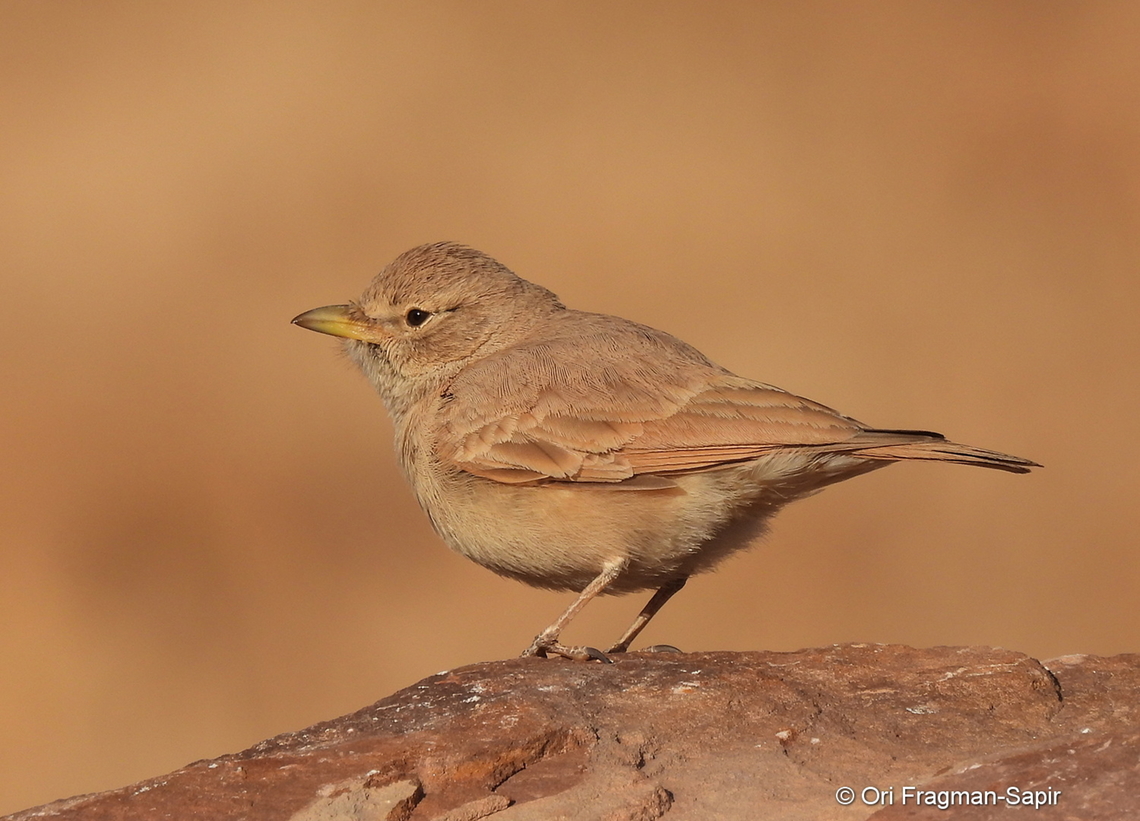 Ammomanes deserti S Israel, Eilat Mts, Nahal Amram Ammomanes deserti,Desert lark,Geotagged,Israel,Winter